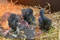 Zoo-Babies – Der Klaffschnabel-Nachwuchs im Tierpark Berlin.