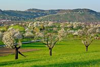 Erlebnis Erde: Frühlingswelten – Blühende Streuobstwiesen im Ermstal.