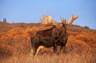 Alaska - Im Land der Bären – Ein großer Elch-Bulle