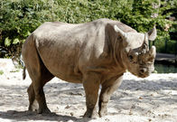 Nashorn, Zebra & Co. – Nashorn, Zebra & Co. (2013)