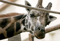 Giraffe, Erdmännchen & Co. – Giraffe, Erdmännchen & Co. (2006)