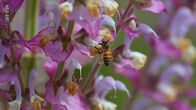 Insekten - Die heimlichen Herrscher – Insekten - Die heimlichen Herrscher (2025)