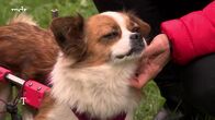 Tierisch, tierisch – Tierisch, tierisch (2025)