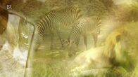 Nashorn, Zebra & Co. – Nashorn, Zebra & Co. (2016)