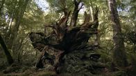 Neuseeland - Wald der Riesen – Neuseeland - Wald der Riesen (2022)
