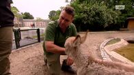 Zoobabies – Zoobabies (2014)