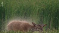 Das geheime Leben der Rothirsche – Das geheime Leben der Rothirsche (2020)