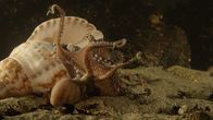 Big Pacific – Für die Männchen des Pazifischen Krake ist der Liebesakt ein gefährliches Unterfangen.