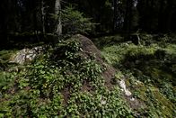Terra Mater – Im Gegensatz zu ihren Artgenossen, die als Einzelvölker nur jeweils einen Haufen bewohnen, haben die Ameisen der Superkolonie ihren Lebensraum bis tief in den Wald ausgedehnt.
