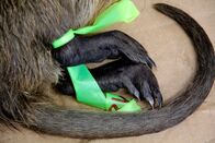 Tierische Eroberer – Fr, 07.11., 17:05 Uhr