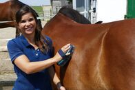 Anna und die Haustiere – Vor dem Reiten wird geputzt, damit kein Schmutz unter dem Sattel auf dem Pferderücken reibt.