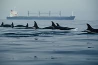 The Last Giants – The Last Giants - Wenn das Meer stirbt...(D 2009) Regie: Daniele GriecoEine Orca-Familie auf Futterjagd in der Meerenge von Gibraltar.