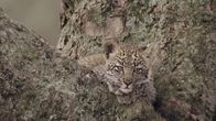Tierbabys in Afrika – Tierbabys in Afrika