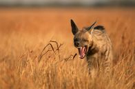 Wildes Indien – Die gut durchbluteten großen Ohren der Hyänen geben Hitze ab und helfen, den Körper abzukühlen.
