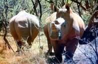 Elstners Reisen – Frank Elstner besuchte auch eine Auffangstation für verwaiste Nashorn-Babys, sie sind Opfer der Wilderei.