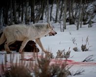 Expedition Wild – DRIGGS, ID, USA: A wolf living in the captivity of Wild Bunch Ranch examines an elk carcass, a rich snack for the prowling predator. The manner in which wolves feed provides clues to pack hierarchy and social behavior. (Photo Credit: