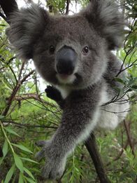 Australien – So gemächlich Koalas oft erscheinen, zur Paarungszeit laufen die Männchen zur Höchstform auf und liefern sich im Eukalyptuswald lautstarke Ruf-Duelle und sogar Kämpfe.