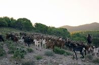 Pakt mit der Natur – Die Garrigue ist eine im Mittelmeerraum verbreitete Strauchheidelandschaft. Ihre immergrüne Flora ist an die trocken-heißen Sommer Südfrankreichs angepasst und blüht bis in den Herbst hinein.