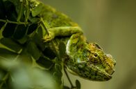 Unbekanntes Madagaskar – In der kurzen Zeit ihres Lebens fressen Chamäleons der Unterart Furcifer labordi fast ständig und sind immer auf der Jagd.