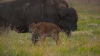 Alaskas Wildtier-Retter – The newest addition to the Alaska Wildlife Conservation Center's wood bison herd stands next to its mother. (National Geographic/Symbio Studios)