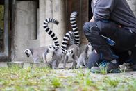 Beste Freunde - das Tiermagazin – Die Kattas genießen ihr Frühstück im Zoo Hellbrunn