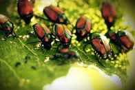 Einstein – Einstein Tigermücken und Japankäfer: Der Kampf gegen invasive Insekten Japankäfer