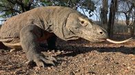 GEO Reportage – Der Nationalpark Komodo ist der letzte Rückzugsort der Riesenechsen, die seit etwa vier Millionen Jahren auf der Erde leben, aber erst vor 100 Jahren entdeckt wurden.