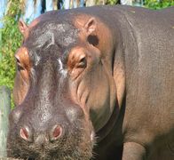 Hunter Hunted – Hunter and Hunted 3 - Hippos Hippo at Busch Gardens, Tampa