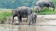 Expeditionen: Helden der Evolution – Asiatische Elefanten.