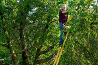 Handwerkskunst! – Helfer bei der Ernte: Wie man eine Obstleiter baut, das wissen nur noch wenige Betriebe in Deutschland.