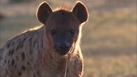 Afrikas tödlichste Jäger – Eine Hyäne. (Aquavision Television Productions)