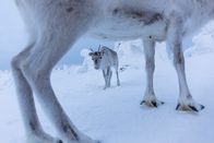 Ailos Reise – Obwohl Ailo bereits zu einem Jungtier herangewachsen ist, sucht er auf der beschwerlichen Reise durch die eisige Tundra stets die Nähe zu seiner Mutter.