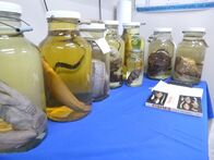 When Sharks Attack - Hai-Alarm – SAN DIEGO - Specimens in Dr. Andy Nosal's lab. (National Geographic/Tristan Walker)