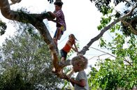 Der Baum – Die Kinder Simone (Morgana Davies, Mitte), Lou (Tom Russell) und Charlie (Gabriel Gotting, re. unten) und ihr Lieblingsspielplatz: der Baum