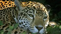 Der Jaguar - Herrscher des Dschungels – A female Jaguar. To reveal the secrets of the most mysterious of all big cats, a crack team of biologists hire one of the U.S.A's finest trackers to locate, capture and film wild jaguars using all means necessary.