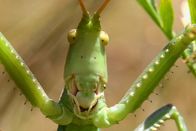 Einstein – Einstein Insektensterben in der Schweiz: Sind sie wirklich so bedroht? Seltene riesen Sägeschrecke Copyright: SRF
