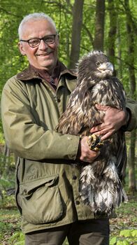 Seeadler hautnah – Mario Müller, Seeadler-Landeskoordinator von Mecklenburg-Vorpommern, hat gerade einen jungen Seeadler beringt. (Weitere Bilder auf Anfrage)