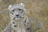 Clans der Raubtiere – Leopard
