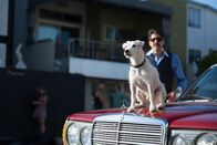 Once Upon a Time in Venice – Als sein Hund Buddy von einer Gangsterbande gestohlen wird, setzt Privatdetektiv Steve Ford (Bruce Willis) alles daran ihn zurückzubekommen und geht einen halsbrecherischen Pakt mit Drogenboss Spider ein.