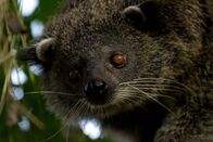 Wilde Inseln – Der Palawan-Binturong, lebt nur auf dieser Insel.