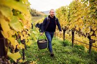 Winzerlegenden – Franz Hirtzberger beim Wimmen.