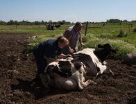 Der unglaubliche Dr. Pol – Weidman, MI - Dr. Brenda.