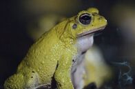 Costa Rica - Der Natur zur Seite stehen – In den tropischen Regenwäldern von Costa Rica leben 38 verschiedene Laubfroscharten.