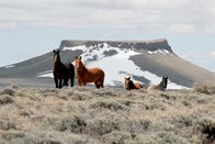 Expeditionen: Mustangs - lebende Legenden – Wilde Reise mit Erich Pröll: "Mustangs - Lebende Legenden: Die aus der Wildnis kommen", Der Film von Erich Pröll zeigt die Ursprünge der Mustangs, Andalusier und Berberpferde und wie diese Pferde nach Amerika kamen. Und wie sie sich bis heute entwickelt haben. In den größten registrierten Pferderassen der Welt, den Quarter- und Paint Horses, steckt noch immer viel Mustangblut. Diese Verbände mit Sitz in Texas, Amarillo (Quarter) und Fort Worth (Paint) werden dokumentiert und der Bezug zu den Mustangs gezeigt. Wie und wo leben diese Wildpferde heute, die Familienverbände (Bands), das Verhalten der Herde, das wird anhand von beeindruckenden Bildern der verschiedenen Herden in Wyoming, Montana und Colorado gezeigt. Und dann startet das wichtigste Ereignis im "Pferdeleben" des Erich Pröll. Es findet ein Gathering (auch Round up), ein Einfangen mehrerer Herden von Wildpferden statt. Der Weg zu einem Mustang beginnt.