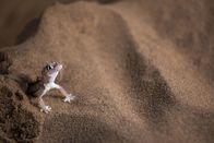 Planet Erde II – Ein Namibgecko in der Wüste Namibias. Spannhäute zwischen den Zehen helfen ihm, auf lockerem Sand zu laufen, ohne einzusinken.