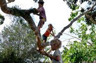Der Baum – Die Kinder Simone (Morgana Davies, Mitte), Lou (Tom Russell) und Charlie (Gabriel Gotting, re. unten) und ihr Lieblingsspielplatz: der Baum.