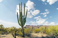 Kaktus Hotel – Im Südwesten der USA ragt eine imposante Gestalt mit ausgestreckten Armen in den Himmel: ein Saguaro-Kaktus.