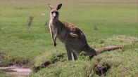 Tierduell – Kangaroo