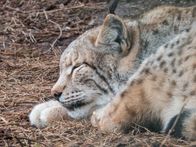 Nashorn, Zebra & Co. – Luchs