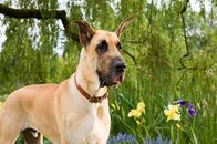 Marmaduke – "Marmaduke - Große Schnauze, großer Held", Unbeschwert lockere Familienkomödie. Dogge Marmaduke bringt Schwung ins Leben und sein Herrchen oft zum Verzweifeln. Hervorragende Mischung von Live Action-Aufnahmen und CGI-Effekten beleben die Welt aus Sicht der Vierbeiner, von Regisseur Tom Day ('Zum Ausziehen verführt') pointenreich erzählt. Turbulent vergnügliche Unterhaltung für Jung und Alt!Für den riesigen Doggen-Rüden Marmaduke scheint die Welt zu klein zu sein. Mit seinen Streichen stürzt er Familie Winslow von einem Chaos ins nächste. Als Herrchen Phil berufsbedingt mit Sack und Pack nach Kalifornien übersiedelt, findet sich Marmaduke im Luxusleben wieder. Neben Hütte mit Pool hat es ihm die städtische Hundewiese angetan. Dort trifft er neue Freunde, lernt die bezauberndsten Hundedamen kennen und hat ausreichend Platz, Unfug zu treiben. Stets unterstützt von seinem besten Kumpel: Kater Carlos.